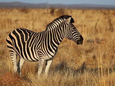 Zebra Animal Field Grass Wildlife