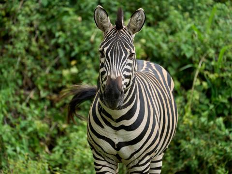 Zebra Animal Wildlife